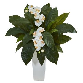 Phalaenopsis and Birdsnest in White Tower Planter