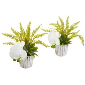 Orchid Agave and Fern Arrangement (Set of 2)