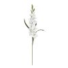 Gladiolas (Set of 12)
