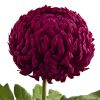 Mum Artificial Flower (Set of 2)