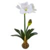 Amaryllis Flower with Weighted Base (Set of 2)