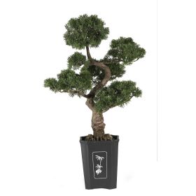 Bonsai Cedar Tree