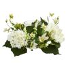 Hydrangea Candelabrum
