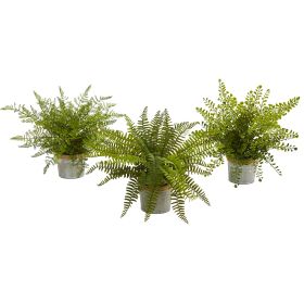 Fern Pot (Set of 3)