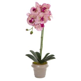Designer Phalaenopsis