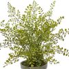 Maiden Hair Artificial Plant in Decorative Planter