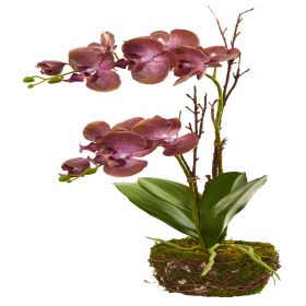 Chocolate Phalaenopsis Orchid Arrangement in Twig Basket