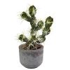 Cactus Potted (Set of 2)