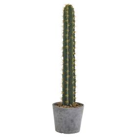 Cactus in Stone Planter