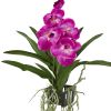 Vanda Orchid Hanging Basket