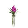 Vanda Orchid Hanging Basket