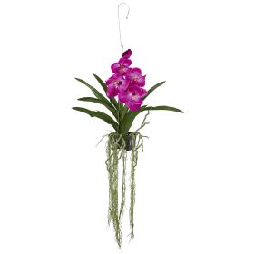 Vanda Orchid Hanging Basket