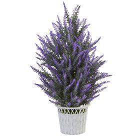 Lavender in White Planter