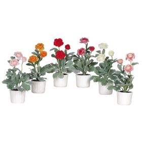 Ranunculus w/White Glazed Pot