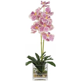 Vanda w/Glass Vase