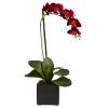 Phaleanopsis Orchid w/Black Vase (Set of 2)