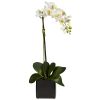Phaleanopsis Orchid w/Black Vase (Set of 2)