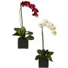 Phaleanopsis Orchid w/Black Vase (Set of 2)
