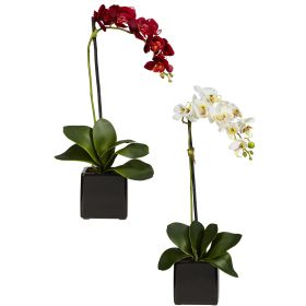 Phaleanopsis Orchid w/Black Vase (Set of 2)