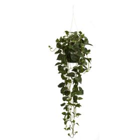Philodendron Hanging Basket