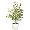 Olive Tree w/Vase (Set of 2)