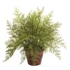 Fern w/Decorative Planter (Set of 2)
