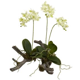 Mini Phalaenopsis On Elegant Root Base