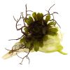 Wispy Succulent w/Seashell (Set of 3)