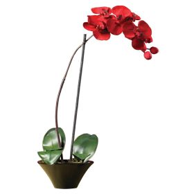 Christmas Phalaenopsis