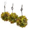 Mixed Succulent Hanging Ball (Set of 3)