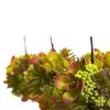Mixed Succulent Hanging Ball (Set of 3)