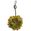 Mixed Succulent Hanging Ball (Set of 3)