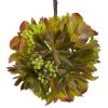 Mixed Succulent Hanging Ball (Set of 3)
