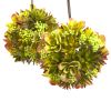 Mixed Succulent Hanging Ball (Set of 2)