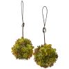 Mixed Succulent Hanging Ball (Set of 2)