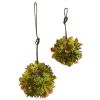 Mixed Succulent Spheres (Set of 2)