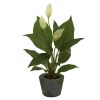 Spathyfillum w/Cement Planter (Set of 3)