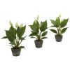 Spathyfillum w/Cement Planter (Set of 3)