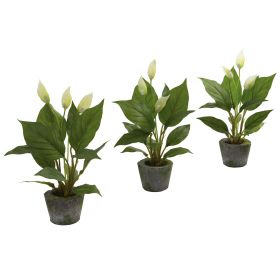 Spathyfillum w/Cement Planter (Set of 3)
