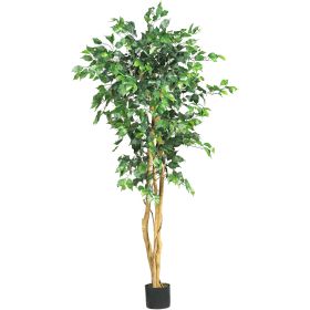 Ficus Tree w/756 Lvs