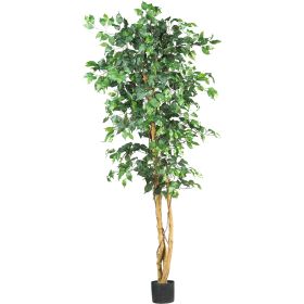 Ficus Tree x 3 w/1008 Lvs