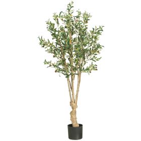 Olive Tree w/1380 Lvs