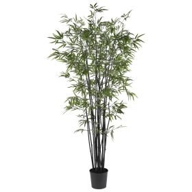 Black Bamboo Tree w/1752 Lvs