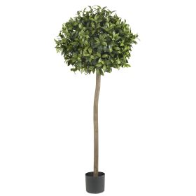 Sweet Bay Ball Tree w/1560 Lvs