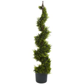 Cypress Spiral Tree