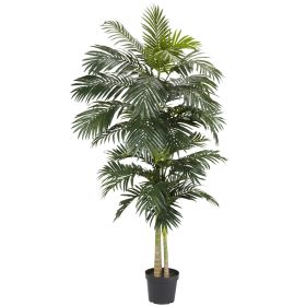 Golden Cane Palm Tree