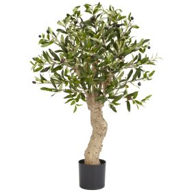 Olive Tree w/690 Lvs & 43 Berries