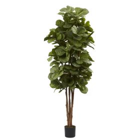 Fiddle Leaf Fig Tree x 6 w/270 Lvs
