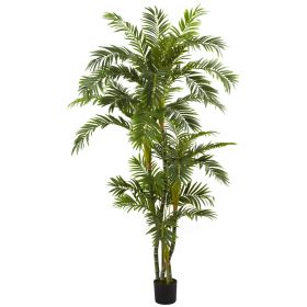 Curvy Parlor Palm Tree x 5 w/1666 Lvs