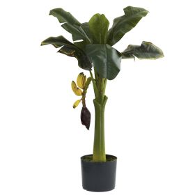 Banana Tree w/7 Lvs